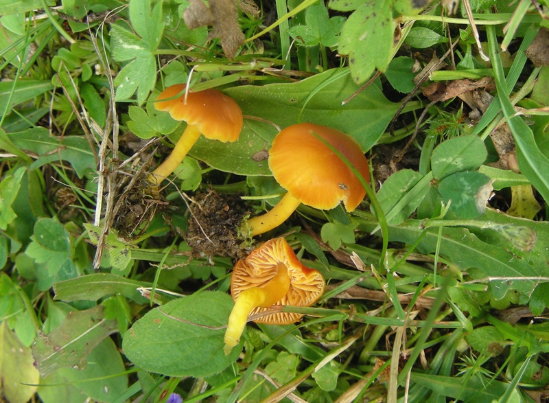 Hygrocybe d''agosto